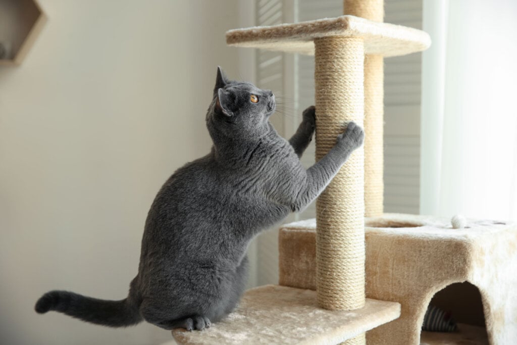 8 cuidados importantes com as unhas dos gatos