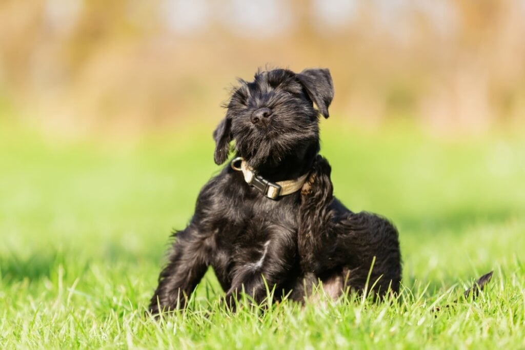 8 sinais que indicam que o cachorro precisa de banho 