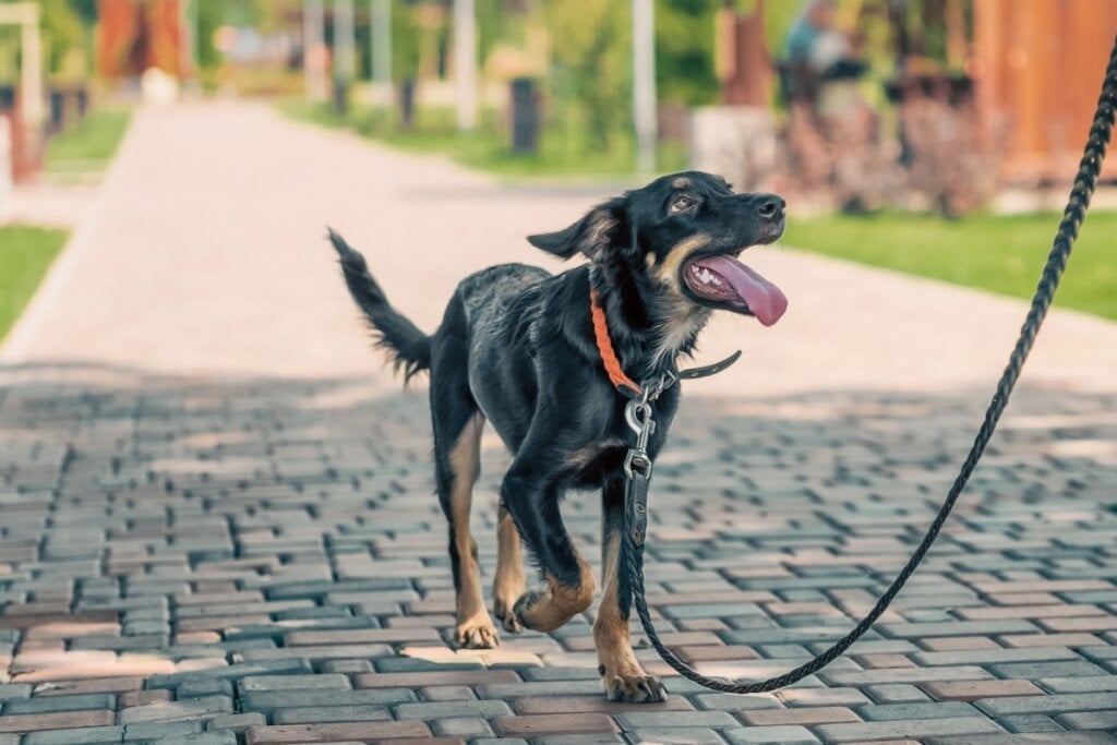 9 motivos para manter o cão na coleira e guia em passeios 