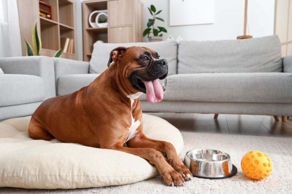7 tipos de camas para cachorro 
