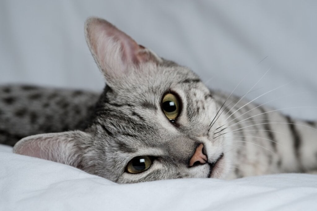 4 características do gato da raça mau egípcio 