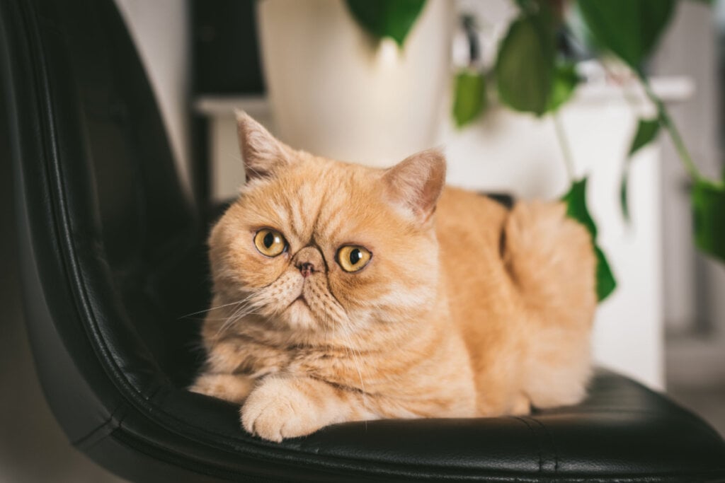 Gato exótico laranja deitado em cadeira preta