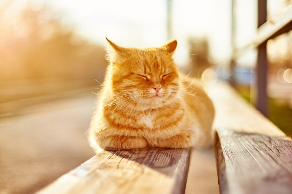 8 cuidados para o gato não sair de casa