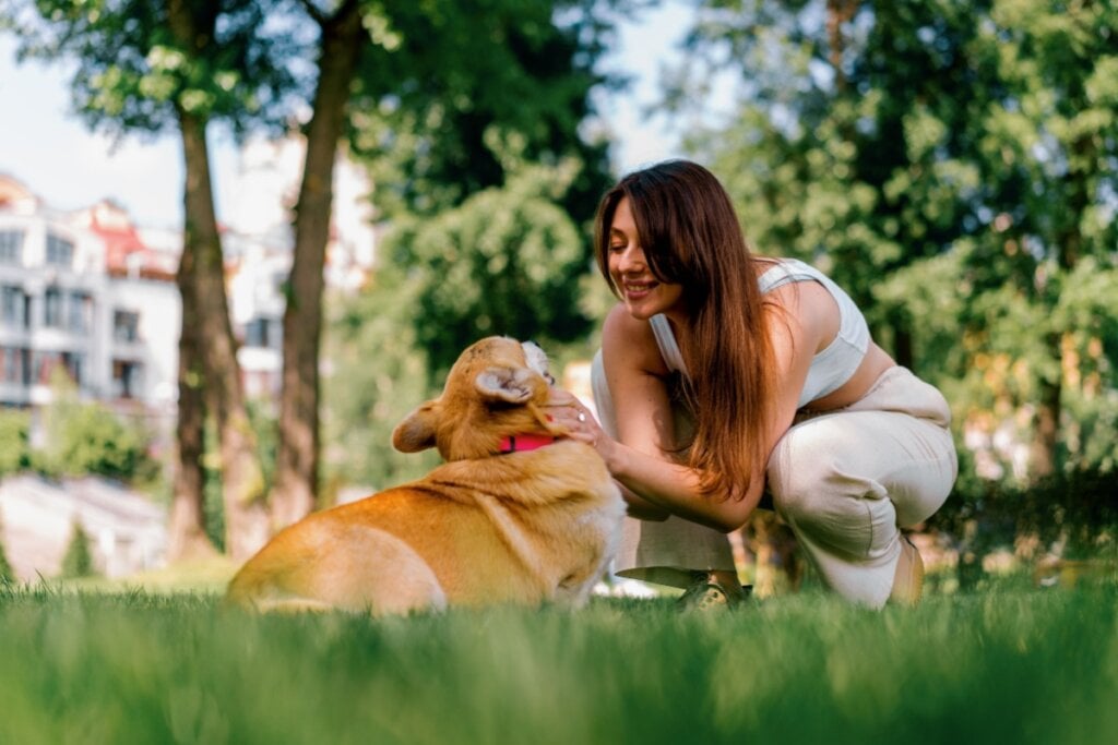 Saiba o que fazer quando o animal é picado por uma abelha