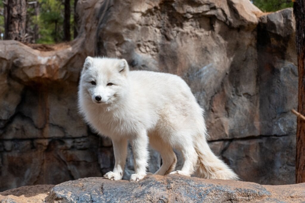 Raposa com pelo branco de pé em cima de uma pedra