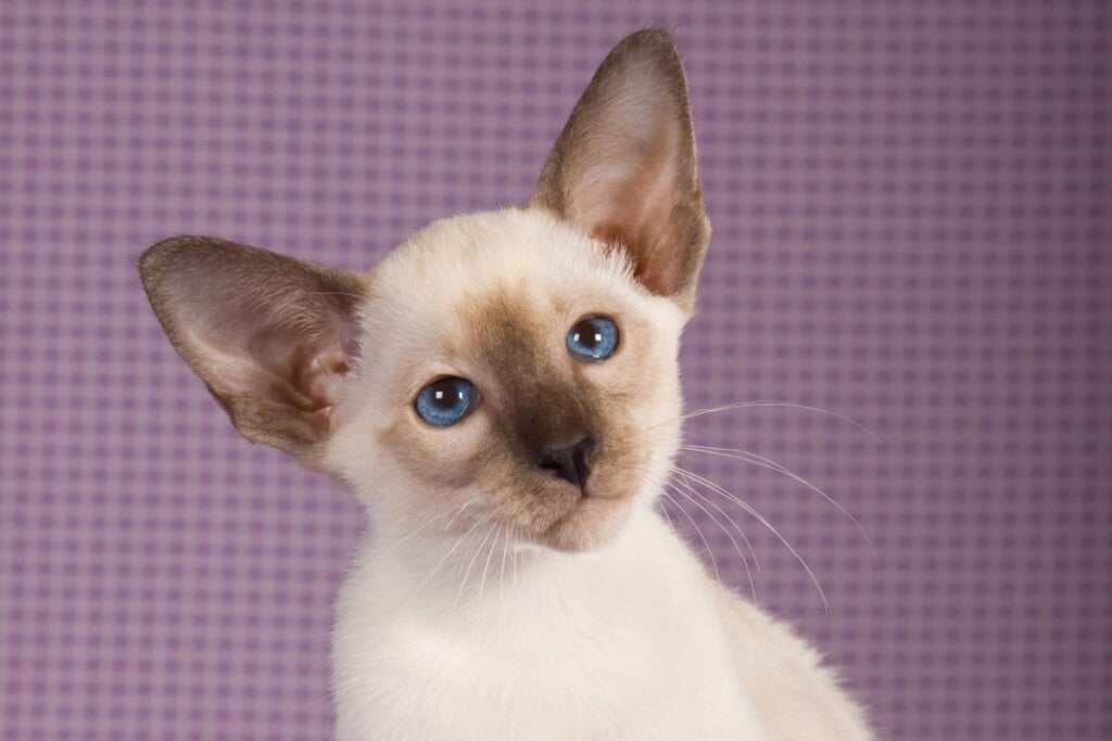 8 raças de gato mais inteligentes 
