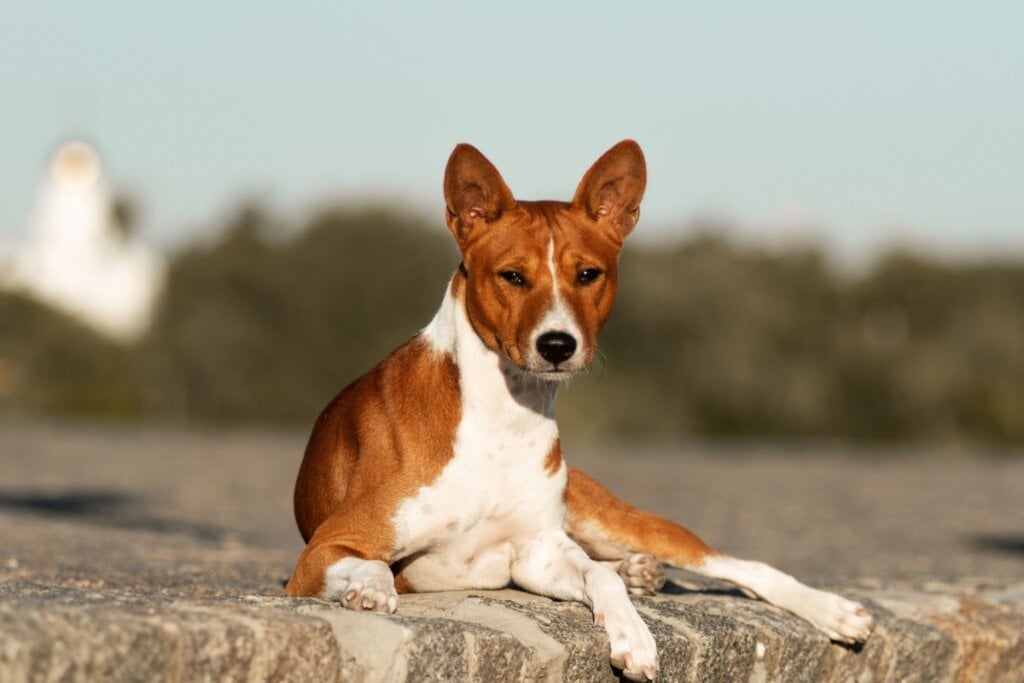 7 raças de cachorro mais independentes