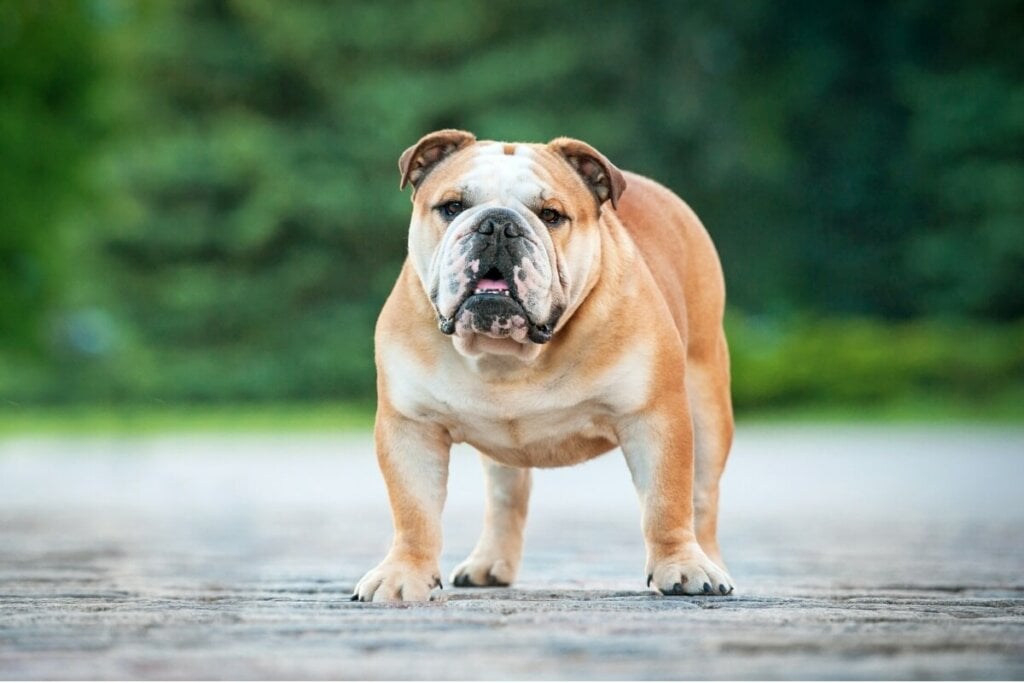 7 raças de cachorro mais tranquilas 