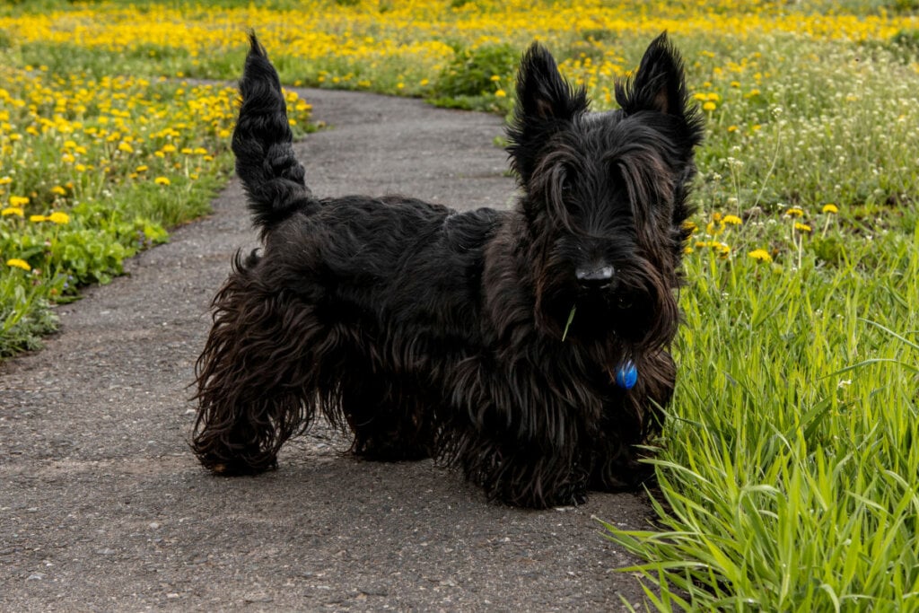 Ilustração de um terrier escocês preto em pé ao lado de um gramado