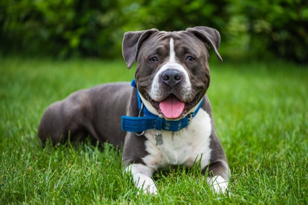 9 diferenças entre as raças pitbull e american staffordshire terrier