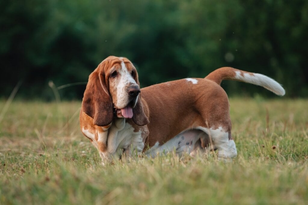 Cachorro da raça basset hound andando na grama alta