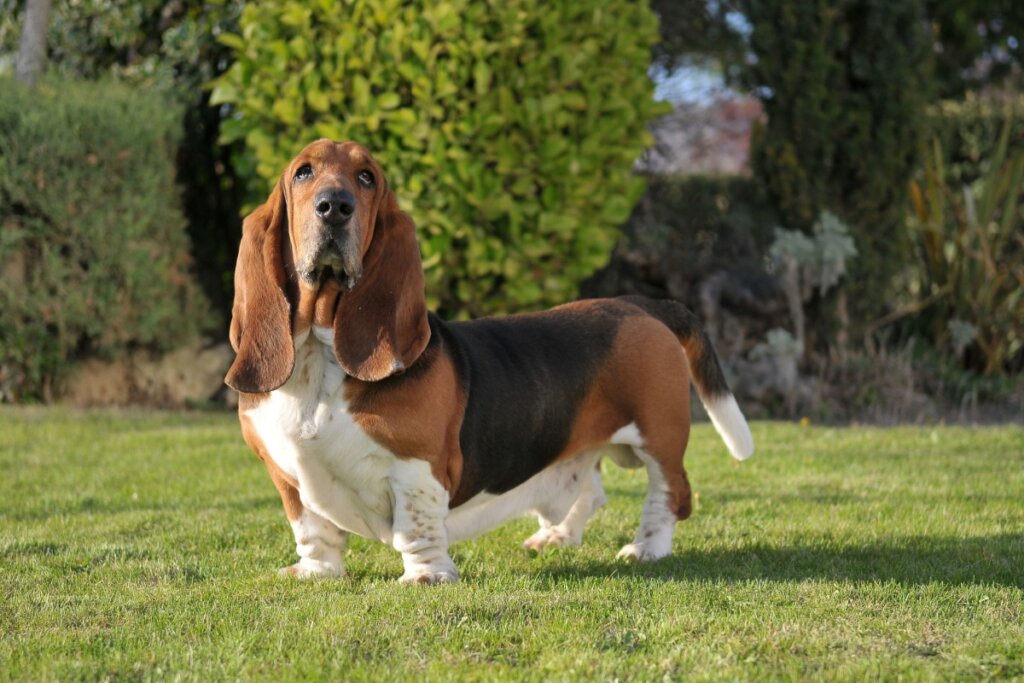 7 raças de cachorro com orelhas grandes 