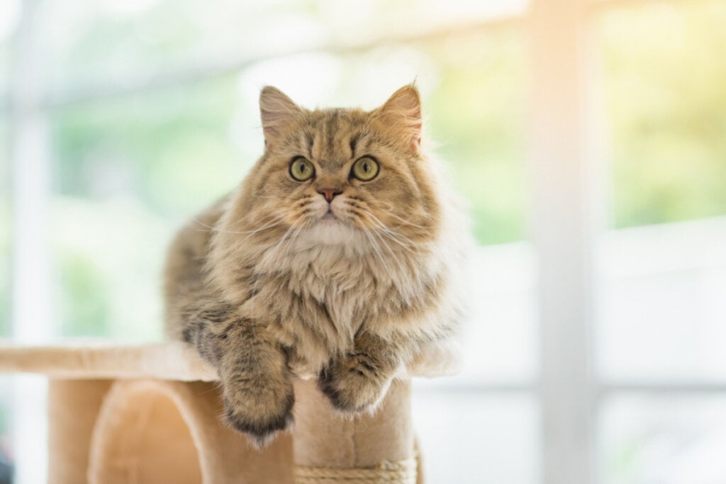 Gato persa deitado em cima de arranhador