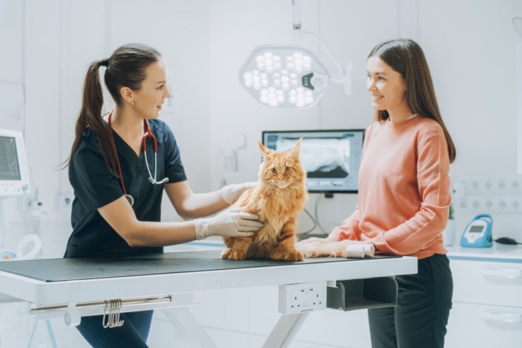 Veja os sintomas e os tratamentos para artrite em animais