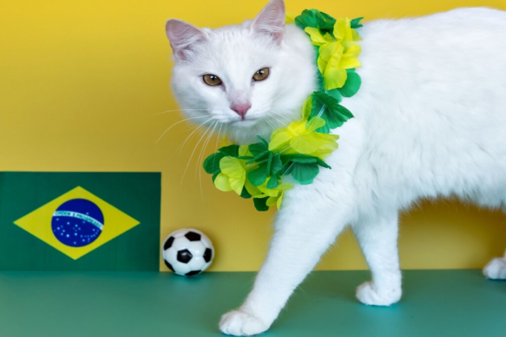 12 nomes de atletas para gatos