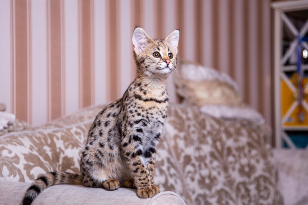 Filhote de gato savannah sentado em sofá com estampa, olhando curioso para frente
