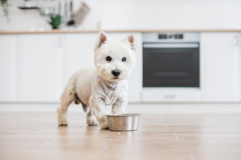 4 características do cachorro west highland white terrier