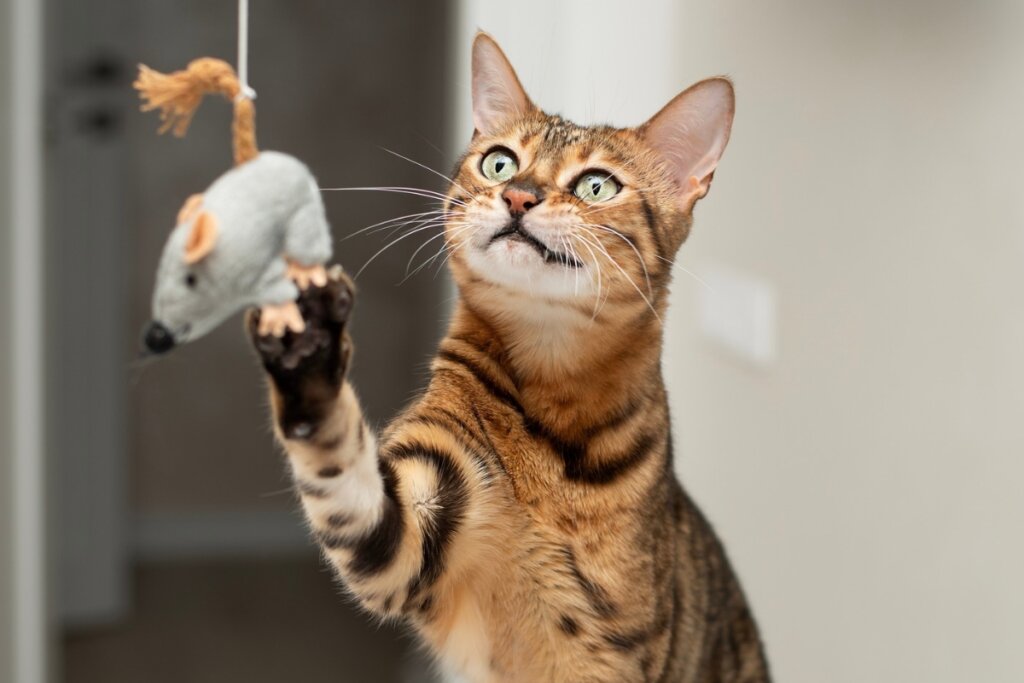 7 maneiras eficientes de chamar o gato 