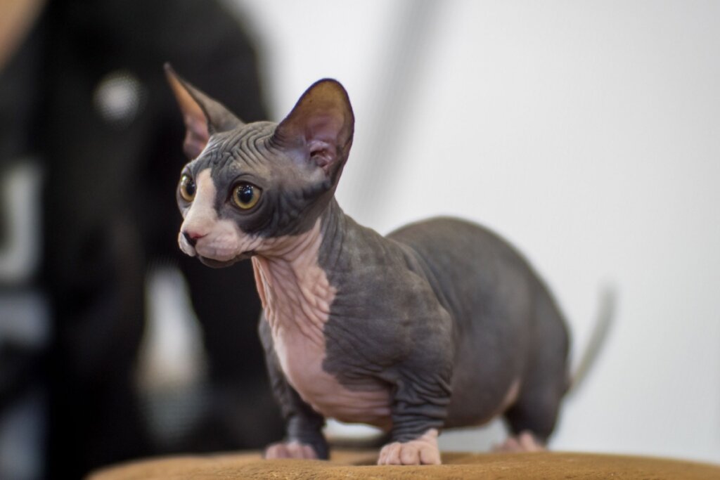 Gato sem pelo com  a pele rosada e cinza, com as pernas curtas e orelhas pontudas 