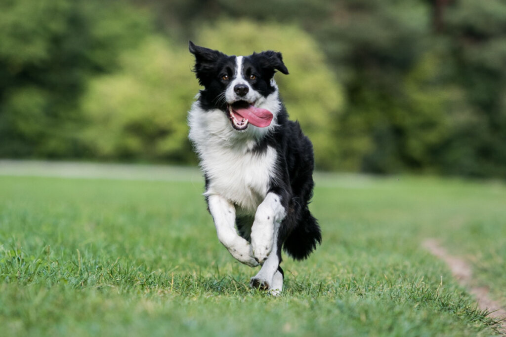 7 raças de cachorro com bastante energia 