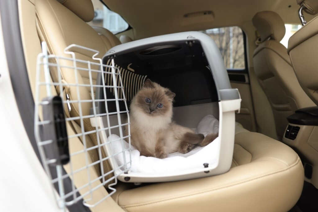 Veja como se preparar para viajar com o seu animal