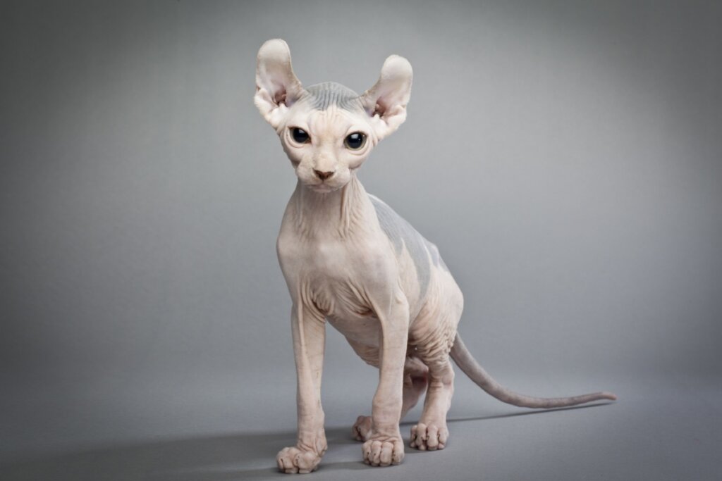 Gato com a pele sem pelos e a pele branca, com olhos pretos e orelhas viradas para trás 