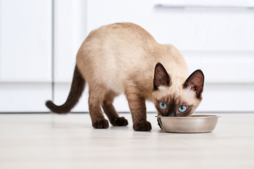 4 características do gato da raça thai