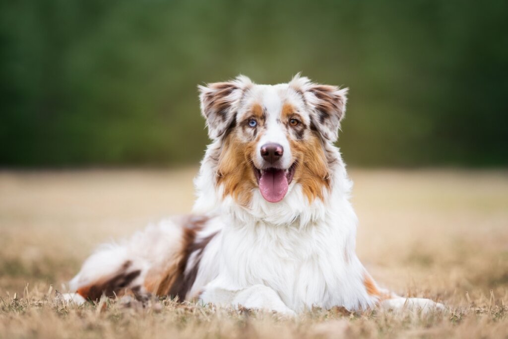 Cachorro da raça pastor australiano deitado em grama seca