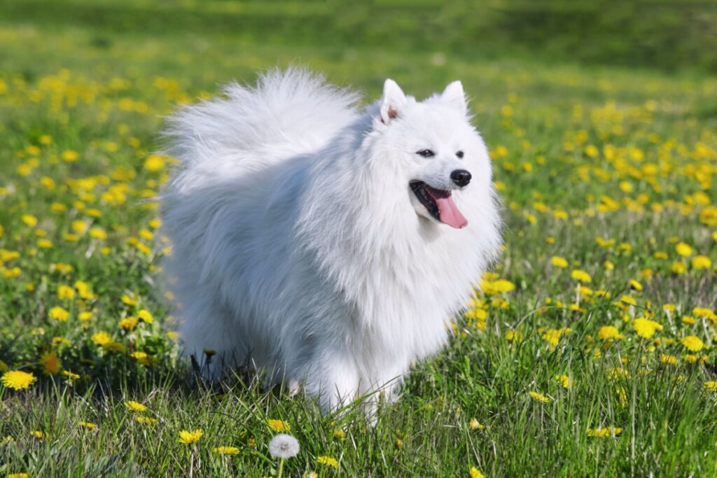 7 diferenças entre os cães das raças samoieda e spitz japonês