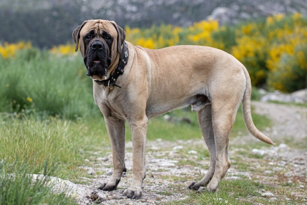 Cachorro da raça mastim inglês em pé em uma paisagem natural