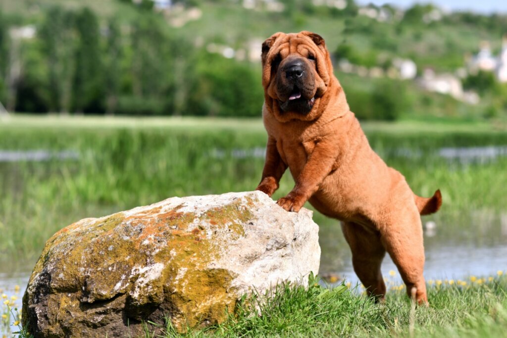 8 raças de cachorro com a pele enrugada