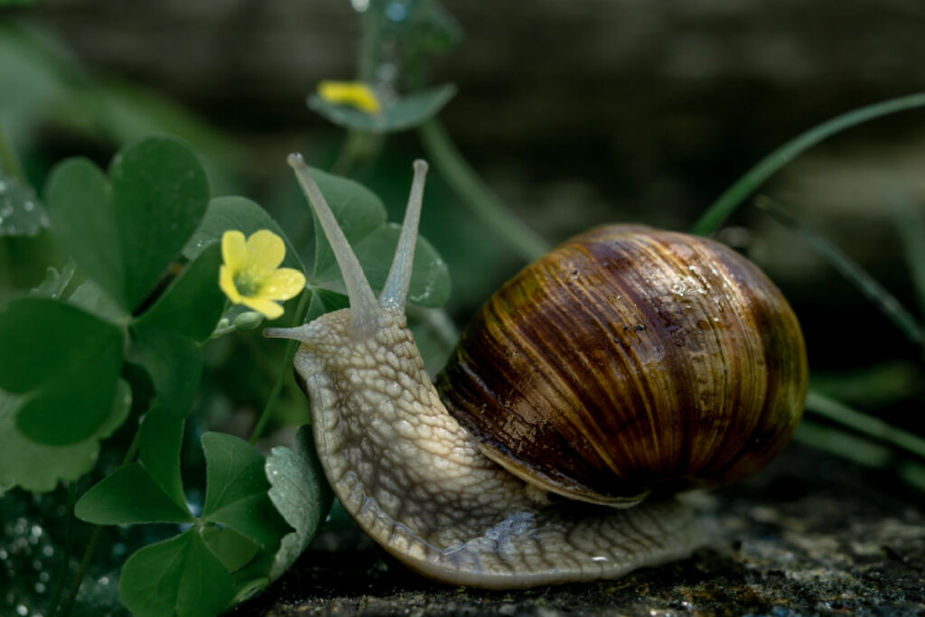 9 grupos de animais invertebrados e suas principais características