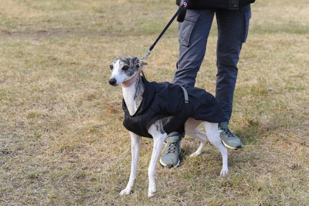 4 características do cachorro da raça whippet 