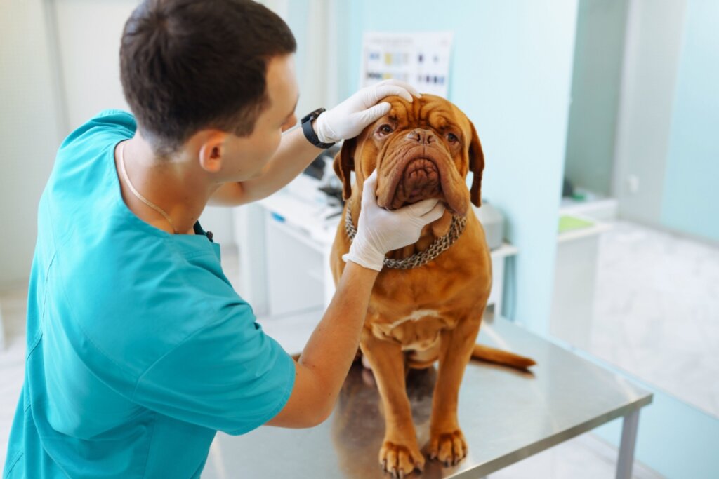 4 características do cachorro da raça dogue de bordeaux