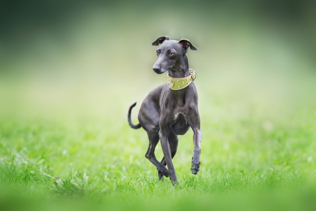 Cachorro galgo italiano com pelagem preta correndo na grama