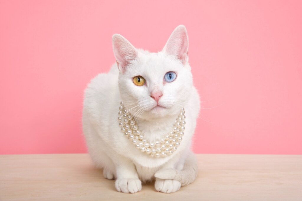 7 animais que eram considerados sagrados no Egito