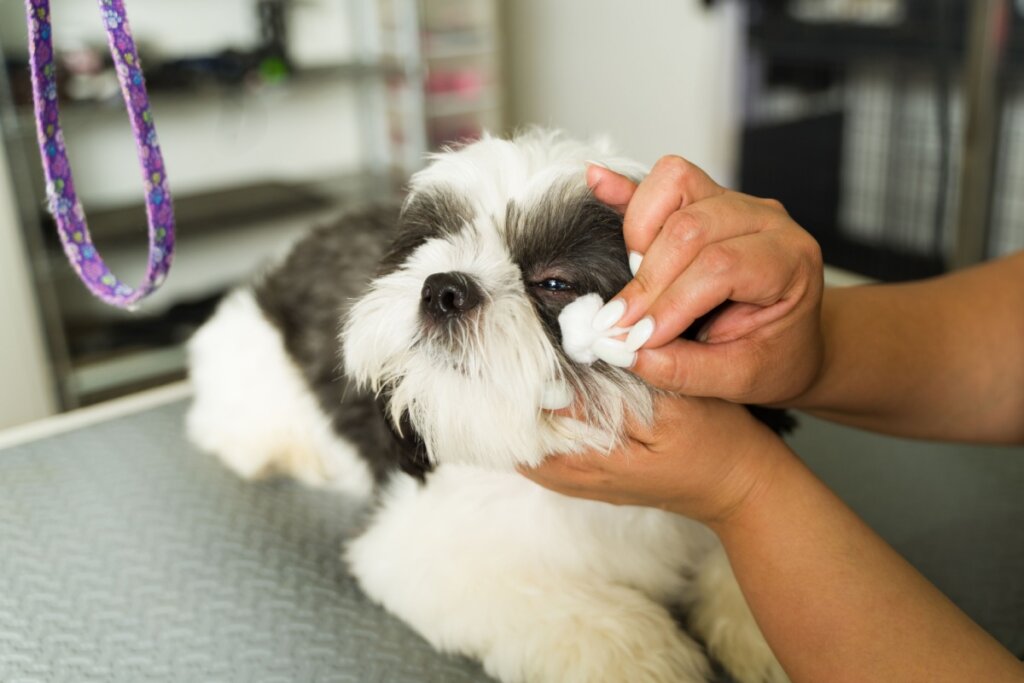 7 cuidados importantes com cachorros braquicefálicos 