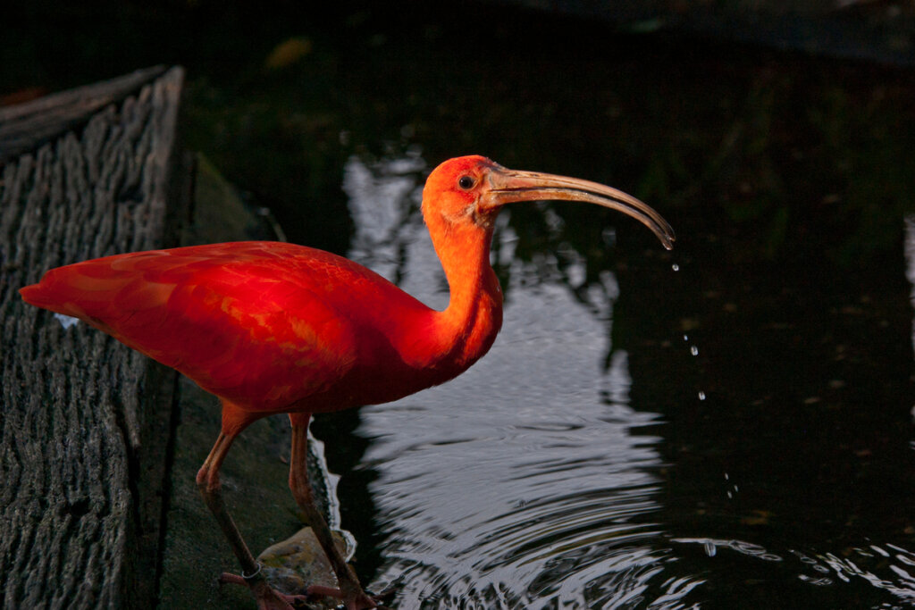 Imagem de uma íbis-escarlate laranja em um lago 