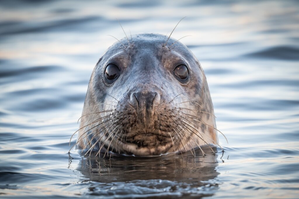 8 curiosidades interessantes sobre as focas