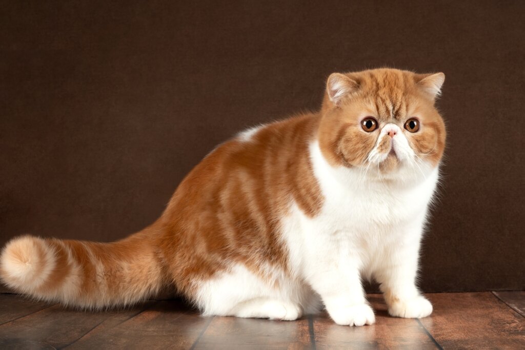 Gato da raça exótico de pelo curto em um fundo marrom