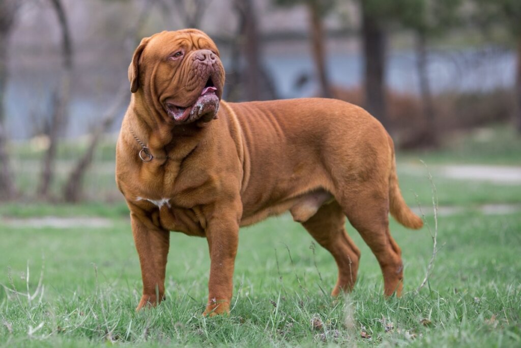 7 raças de cachorro francesas 