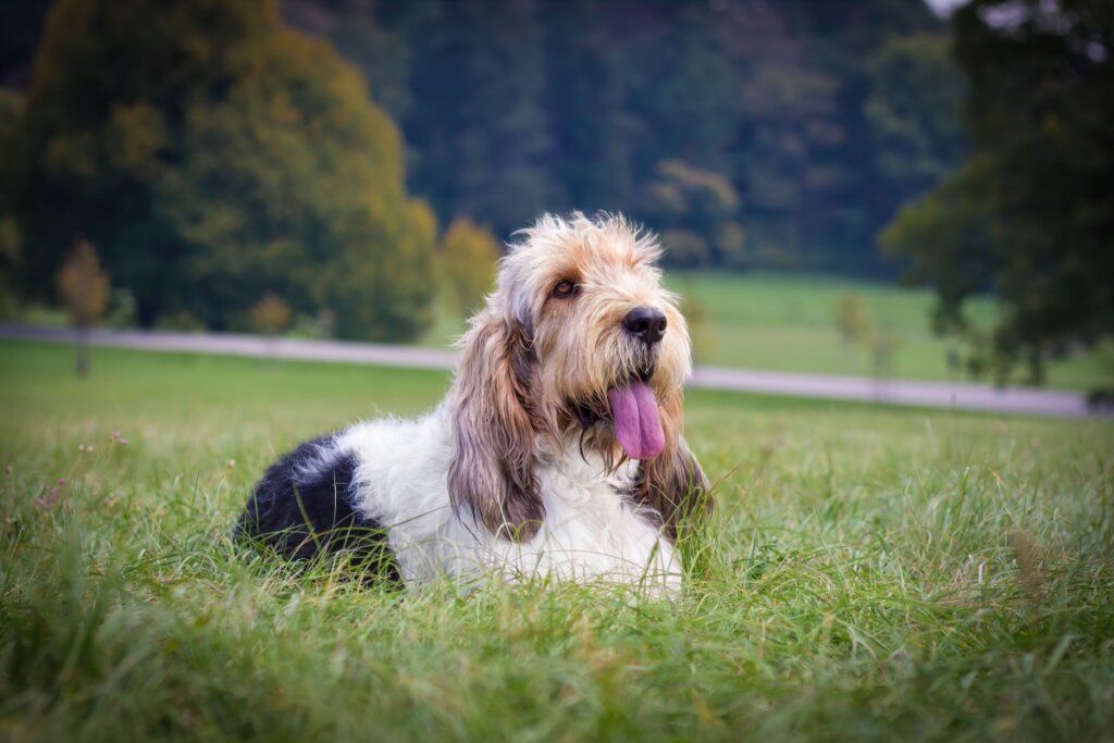 Grand basset griffon vendéen deitado na grama e com a língua para fora
