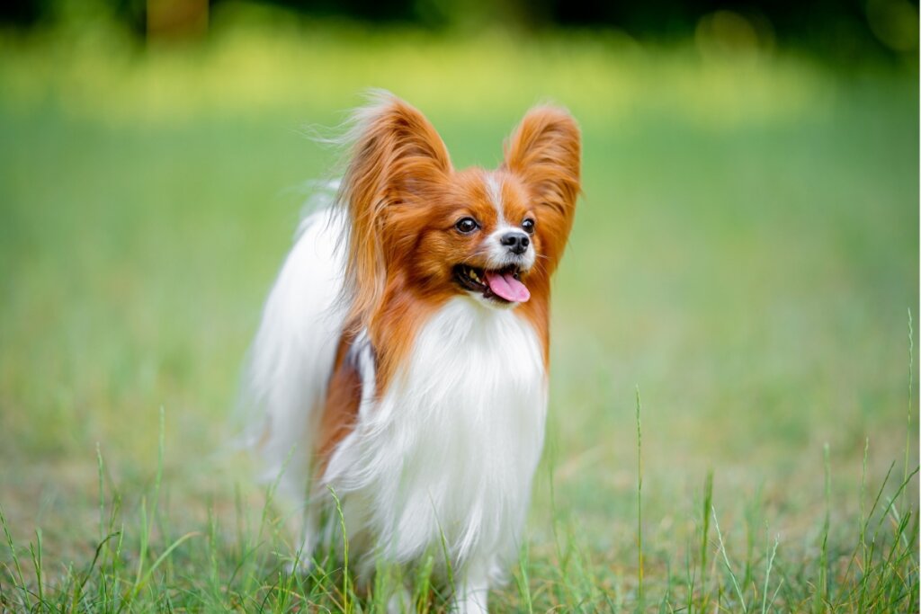 Cachorro da raça Papillon andando em uma grama verde