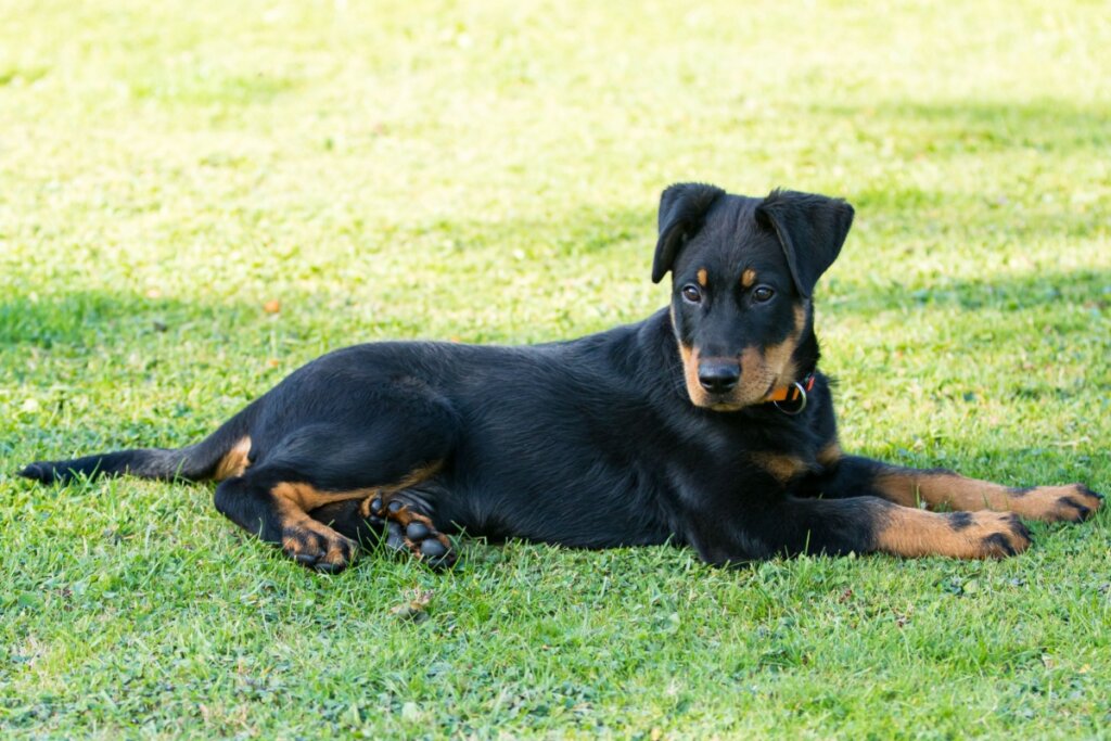 filhote de cachorro pastor de beauce preto e marrom deitado na grama