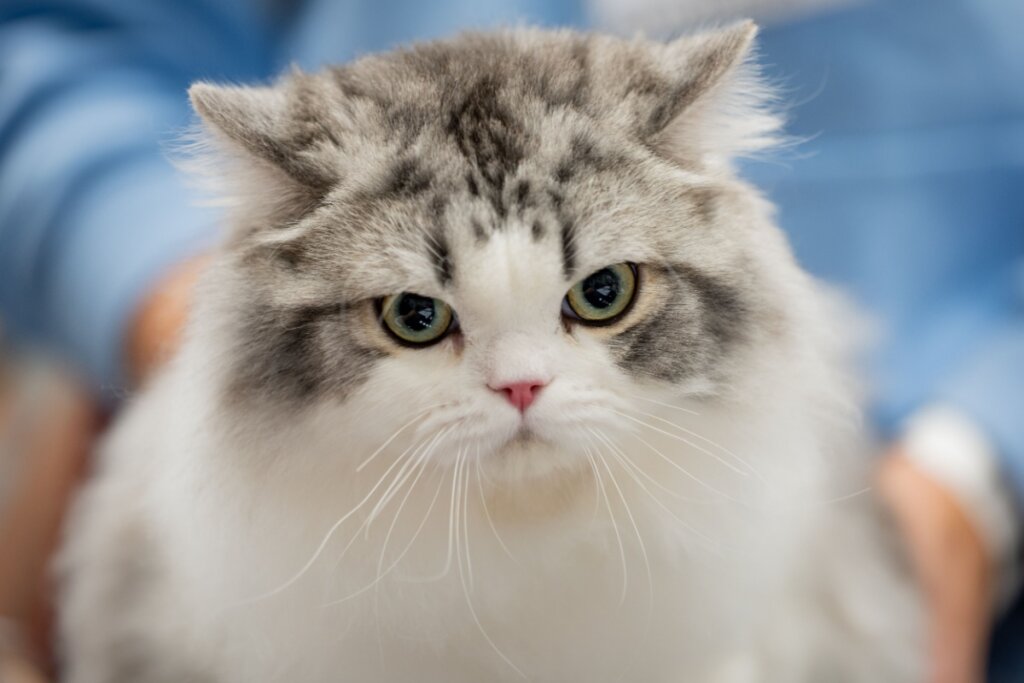 4 características do gato da raça ragamuffin 