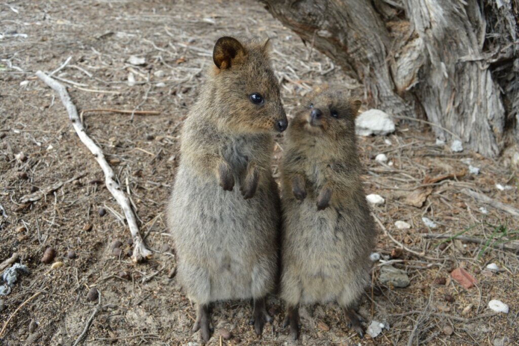 7 curiosidades interessantes sobre o quokka 