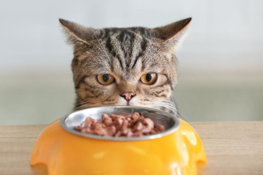 10 dicas para escolher o sachê para o gato 