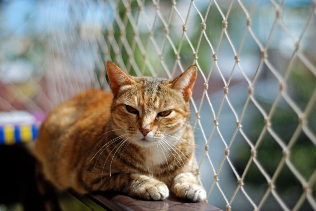 8 dicas para deixar a casa segura para o animal de estimação 