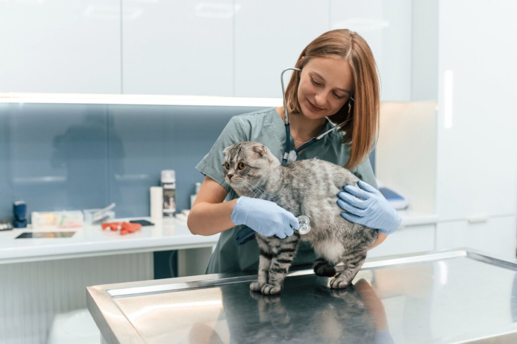 Veja as causas e os sintomas da hipertrigliceridemia em animais