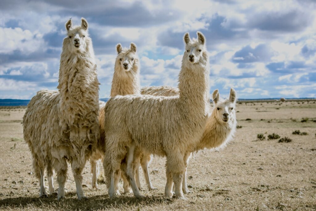 8 curiosidades interessantes sobre as lhamas